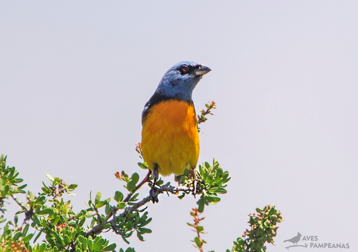 Blue-and-yellow Tanager - ML581485671