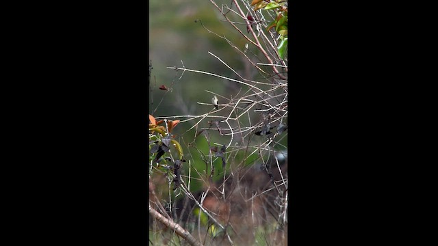 White-tailed Goldenthroat - ML581485921