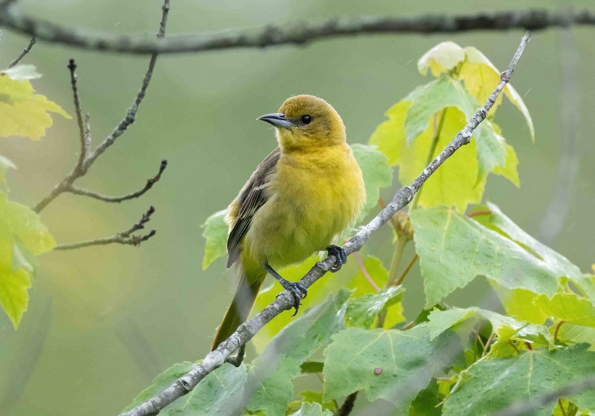 Orchard Oriole - ML581487391
