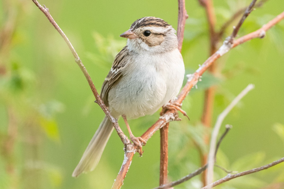 Clay-colored Sparrow - ML581489671