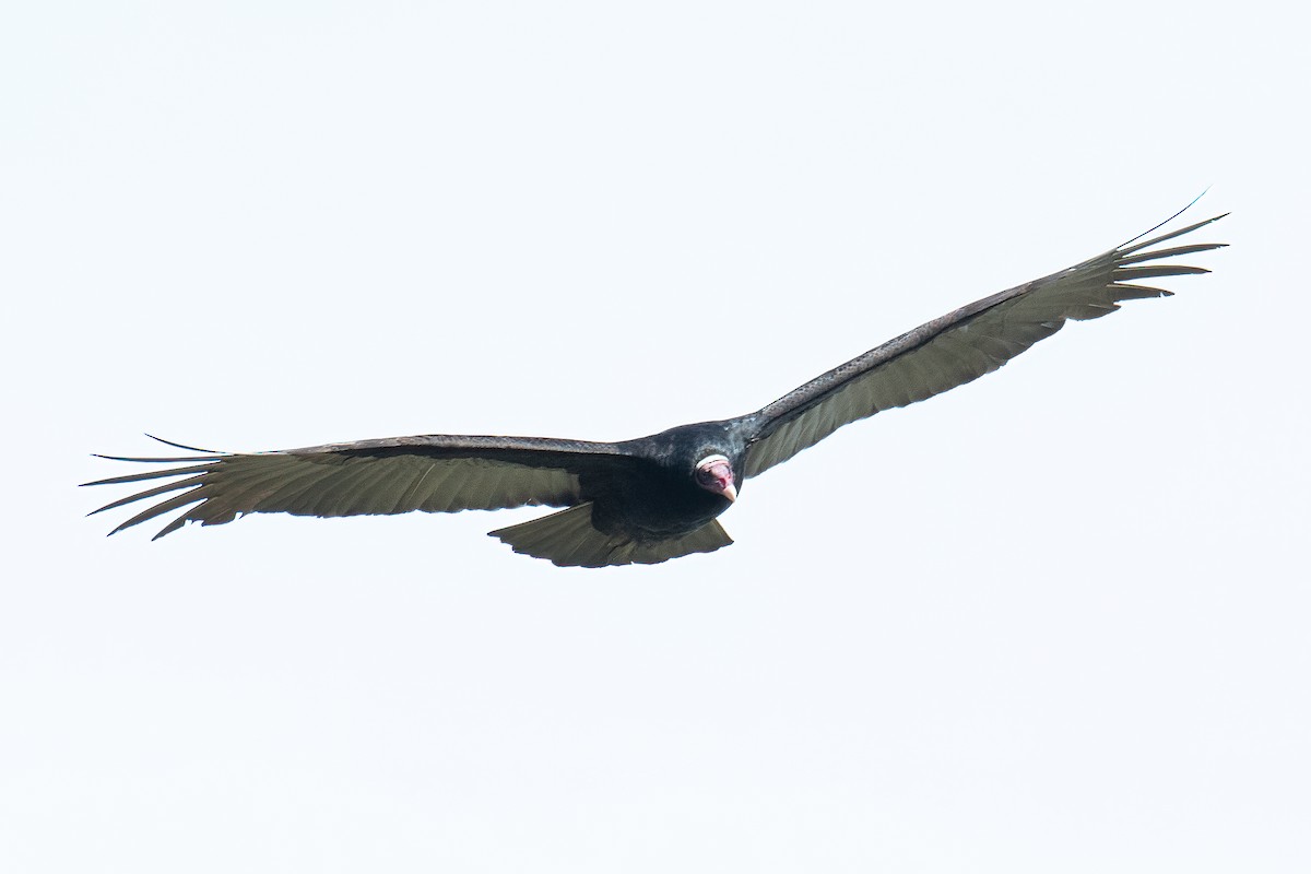 Turkey Vulture (Tropical) - ML581489911