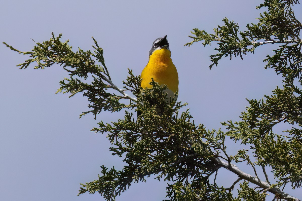 Yellow-breasted Chat - ML581491801