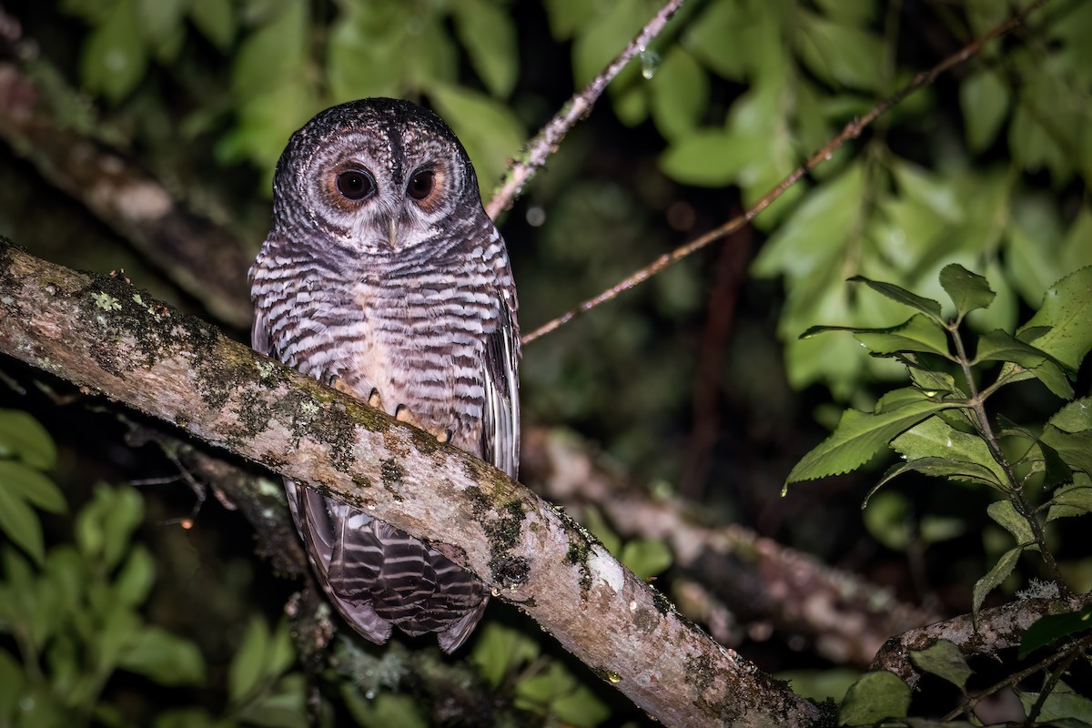 Rufous-legged Owl - ML581491971