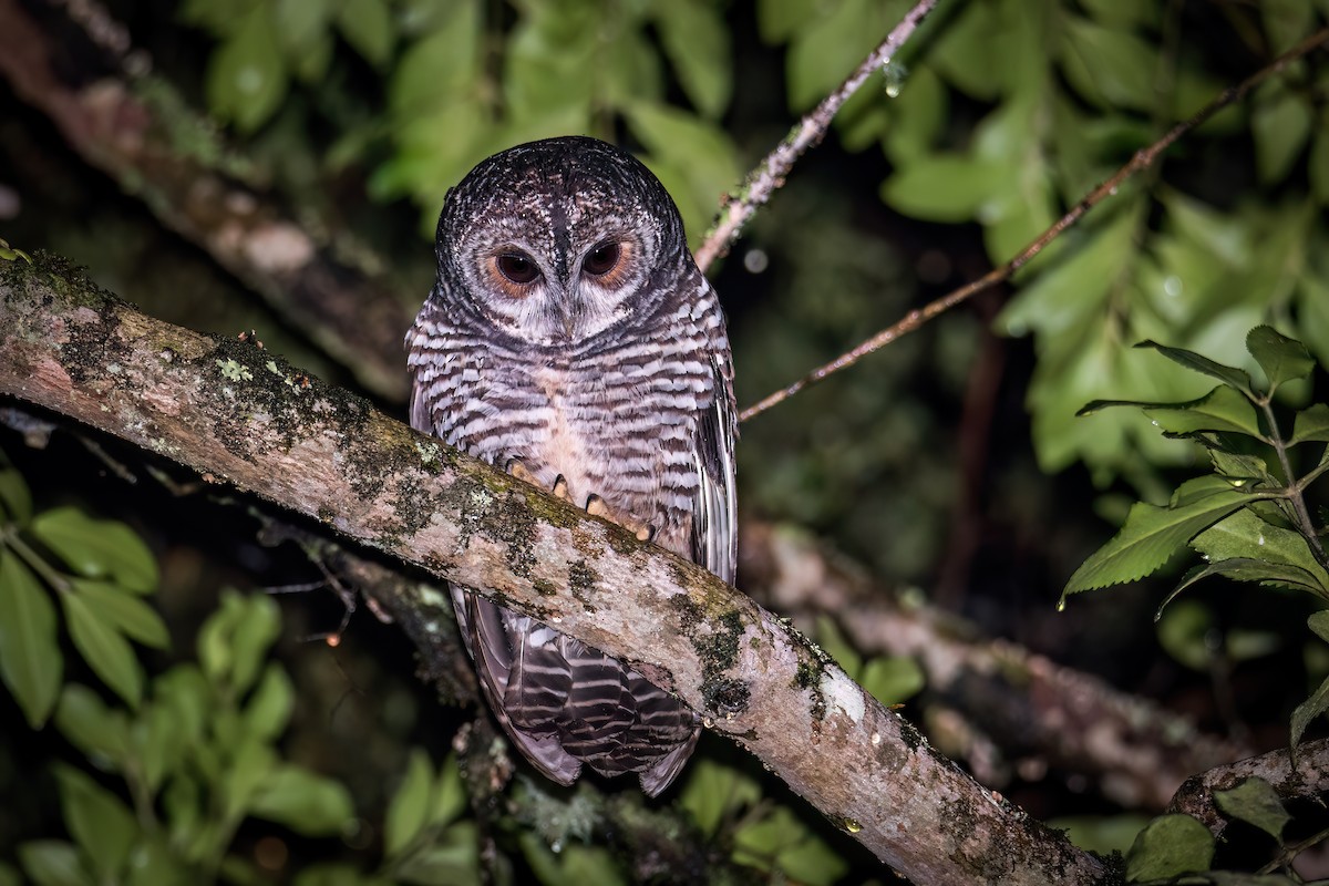 Rufous-legged Owl - ML581491981