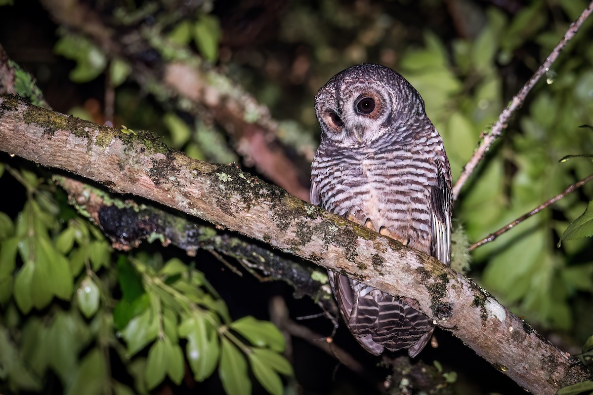 Rufous-legged Owl - DANIEL ESTEBAN STANGE FERNANDEZ