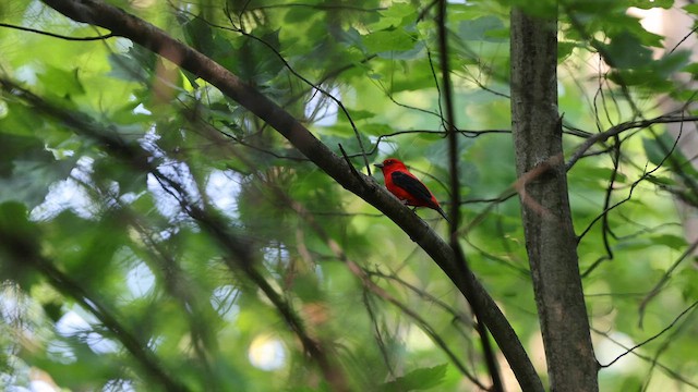 Scarlet Tanager - ML581492161