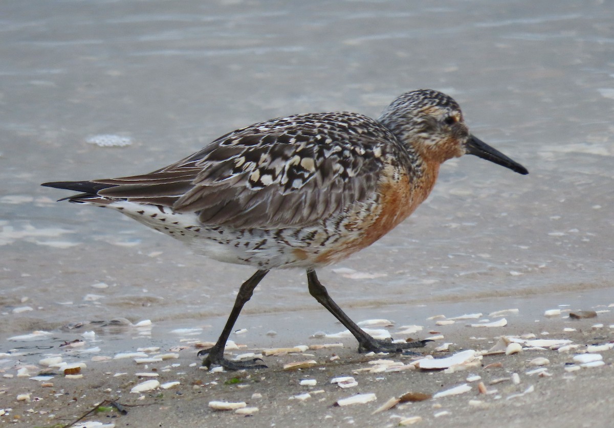 eBird Checklist 5 Jun 2023 Chincoteague NWRToms Cove Visitor Center 17 species