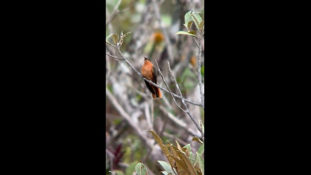 Rufous-breasted Sabrewing - ML581499701