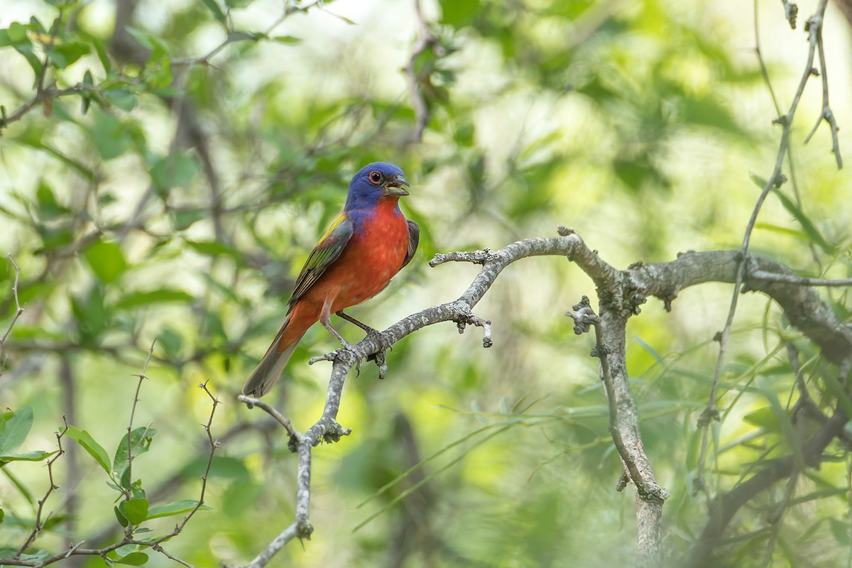 Painted Bunting - ML581501061