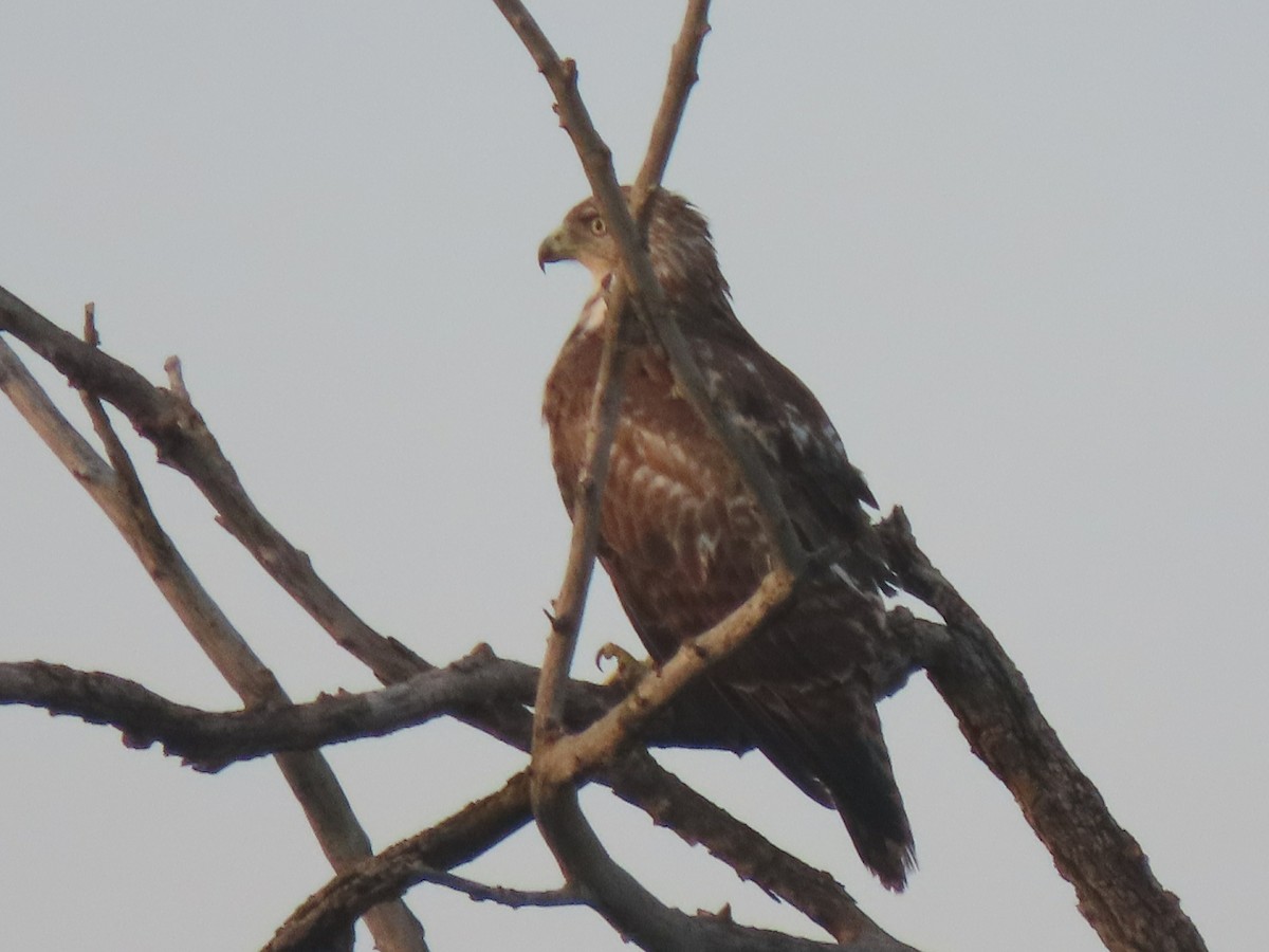 Red-tailed Hawk - ML581501721