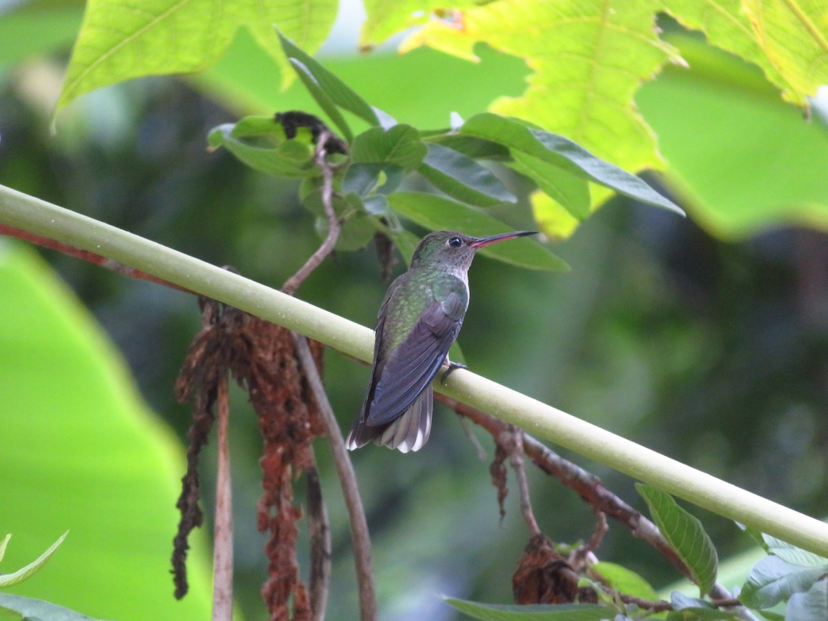 Scaly-breasted Hummingbird - ML581503411