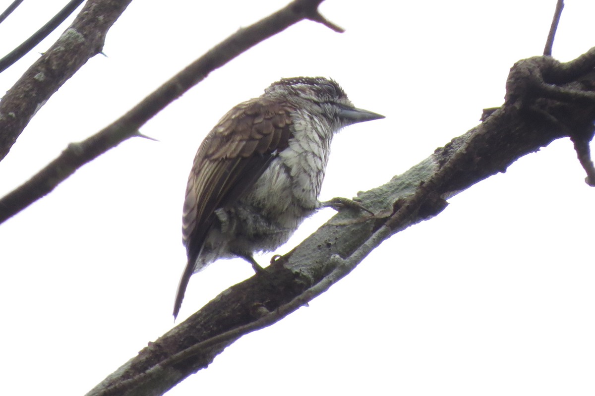 Scaled Piculet - ML58150381