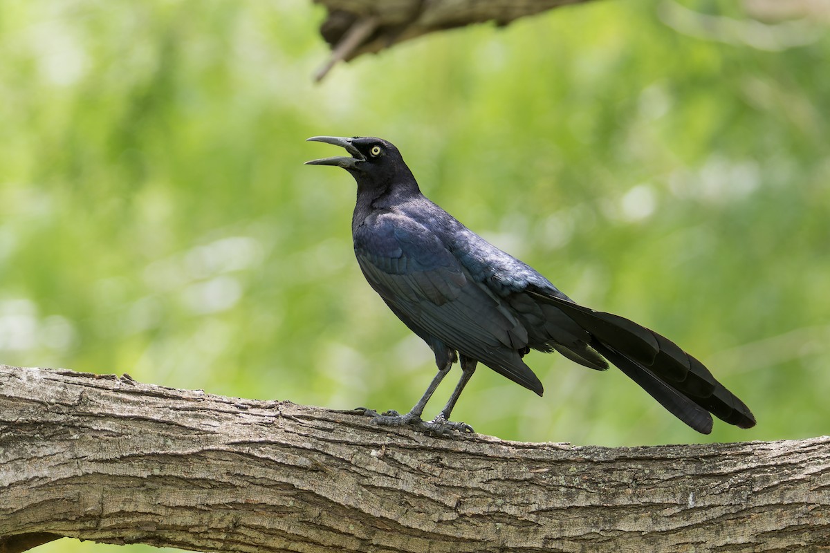 Great-tailed Grackle - ML581504651