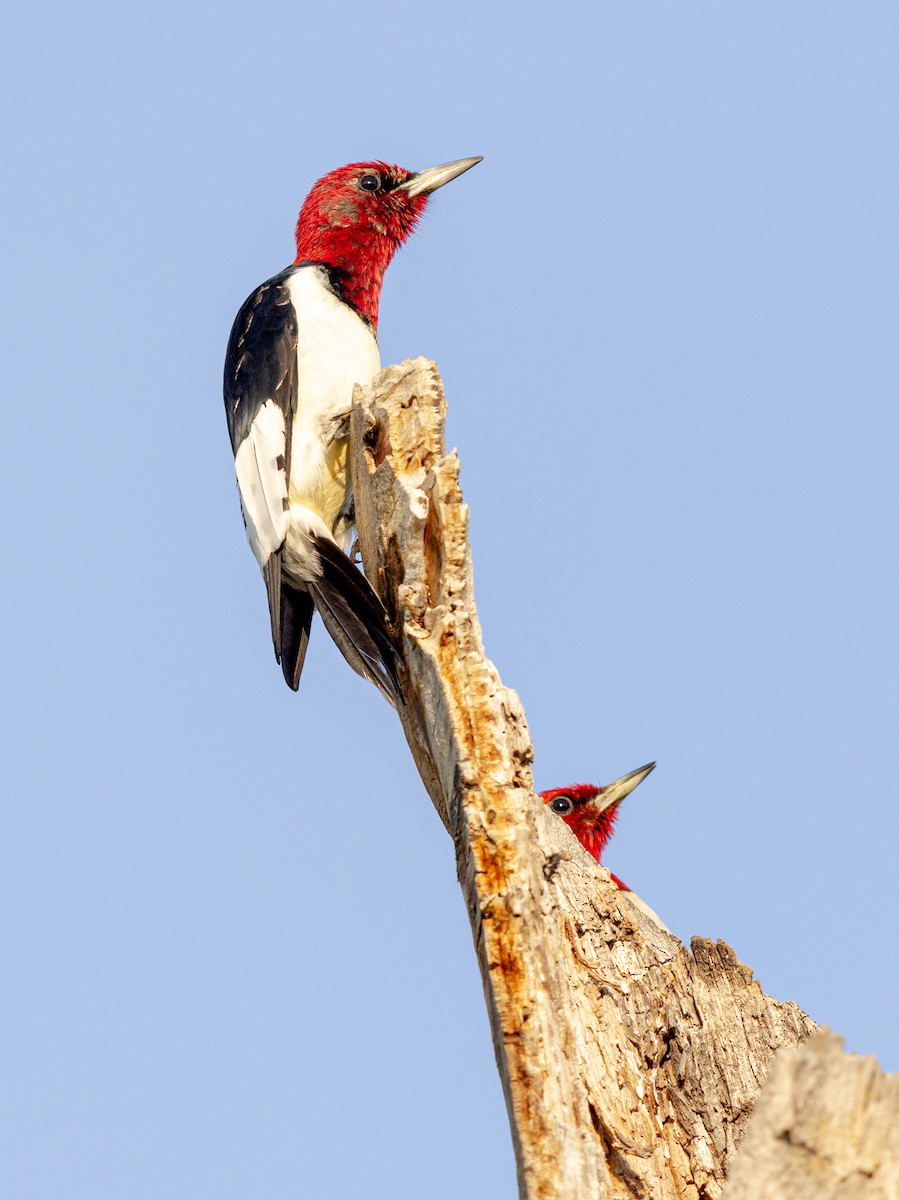 Red-headed Woodpecker - ML581504891