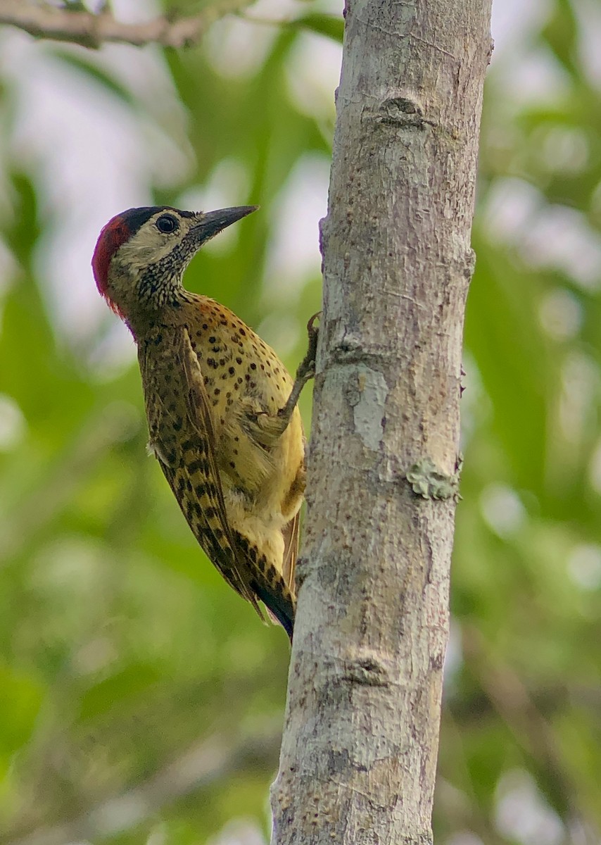 Spot-breasted Woodpecker - Jenn Sinasac