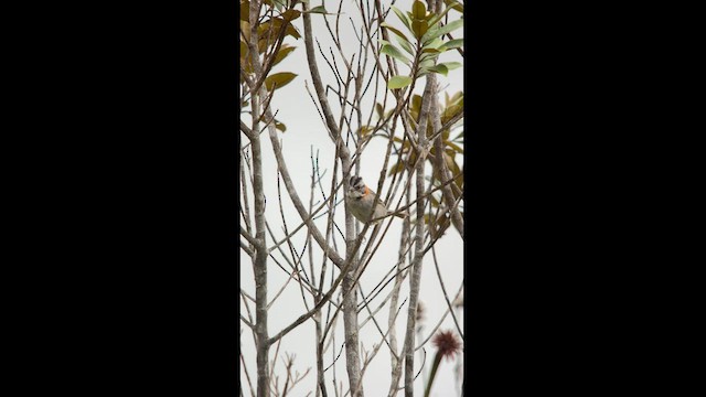 Rufous-collared Sparrow - ML581507361