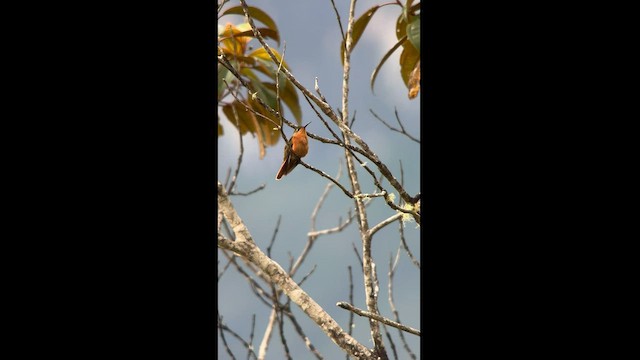 Rufous-breasted Sabrewing - ML581507761