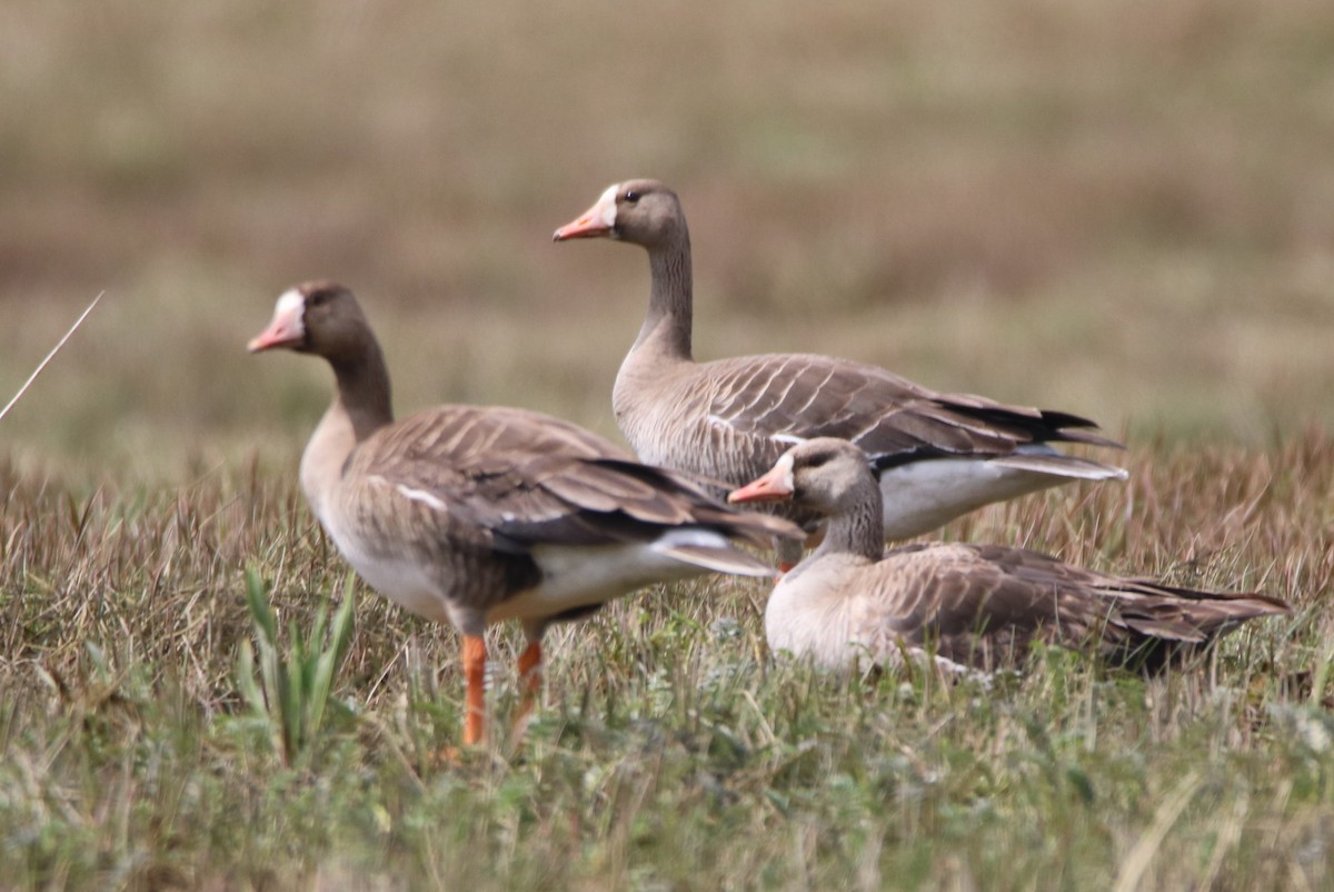 Greater White-fronted Goose - ML58150841