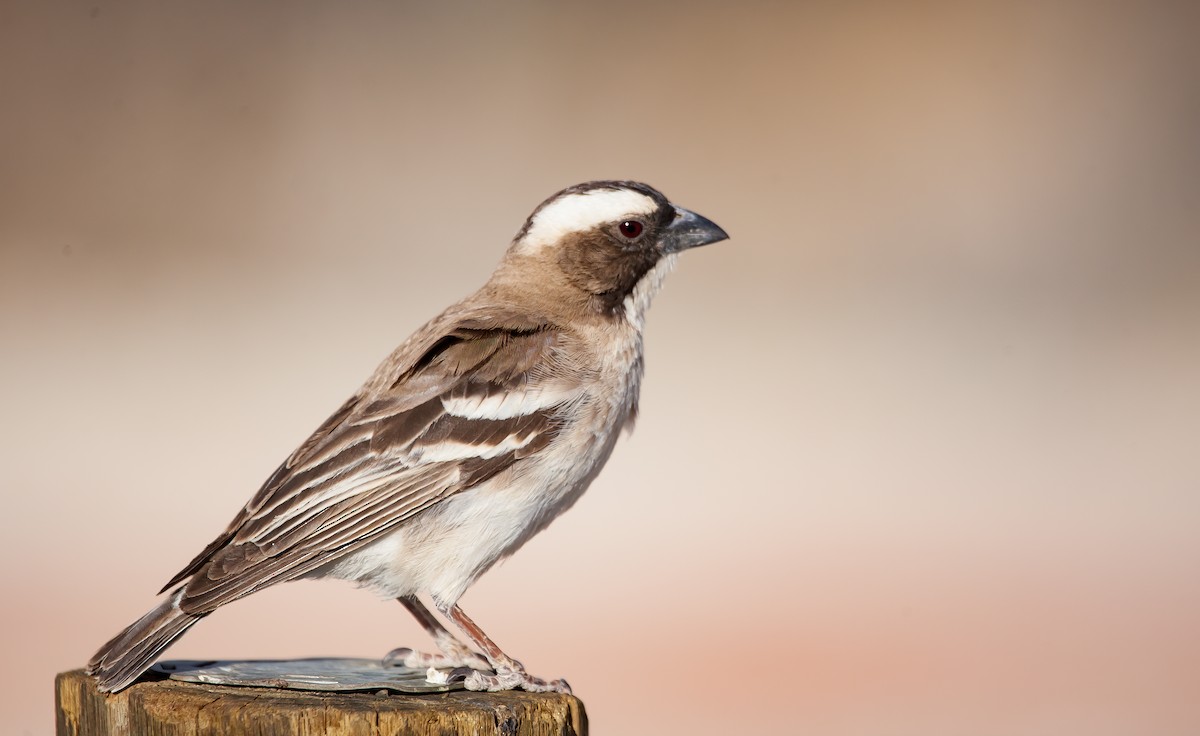 White-browed Sparrow-Weaver (White-breasted) - ML581508791