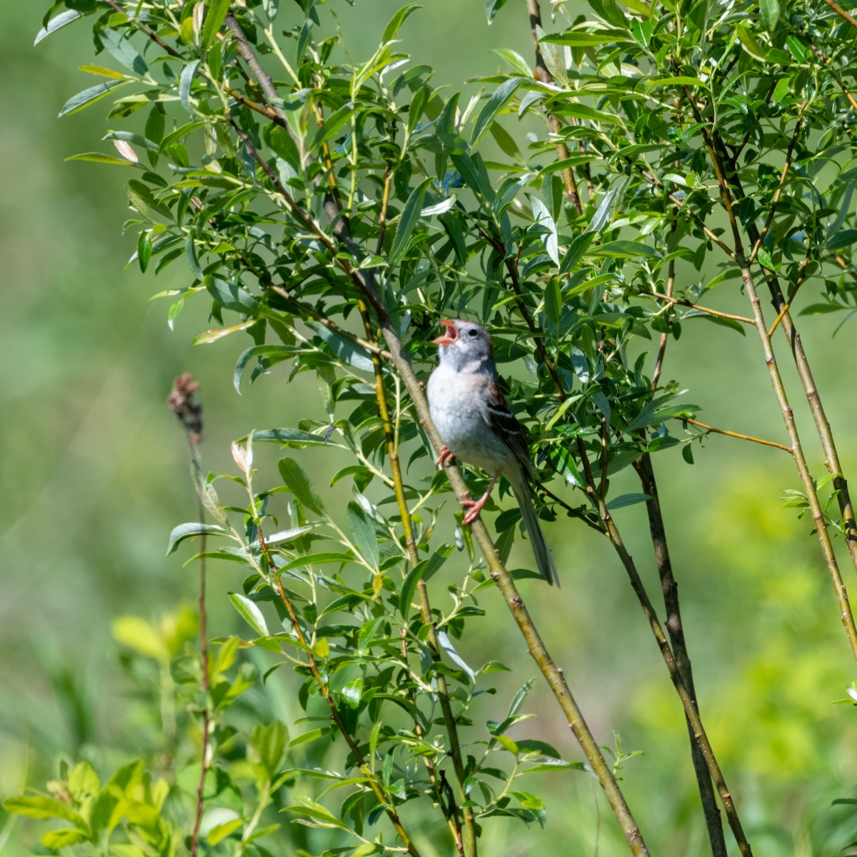 Field Sparrow - ML581508911