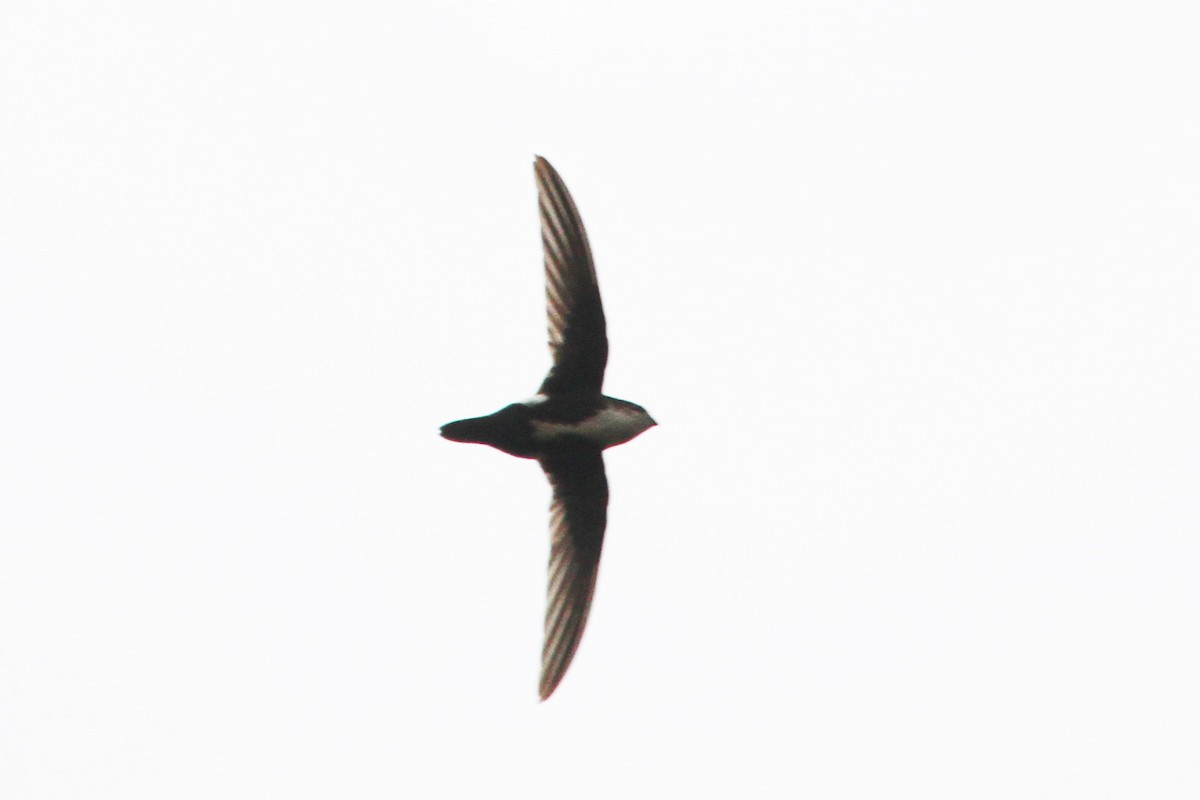 White-throated Swift - ML581510871