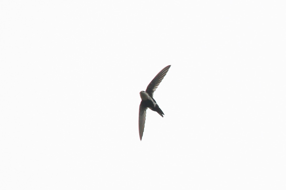 White-throated Swift - ML581510881