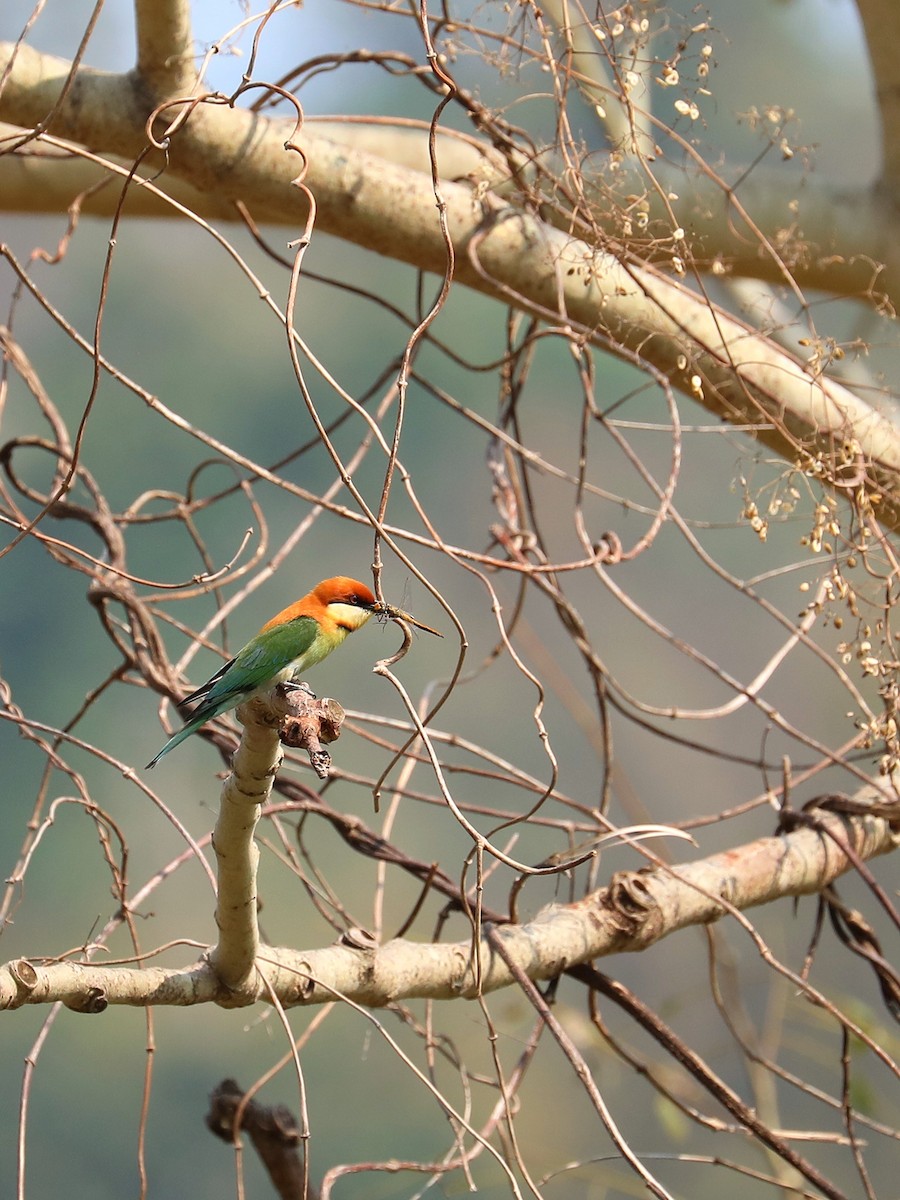 Chestnut-headed Bee-eater - ML581512991