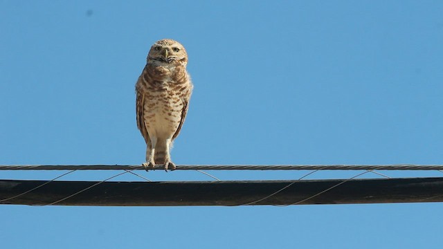 Burrowing Owl - ML581514451