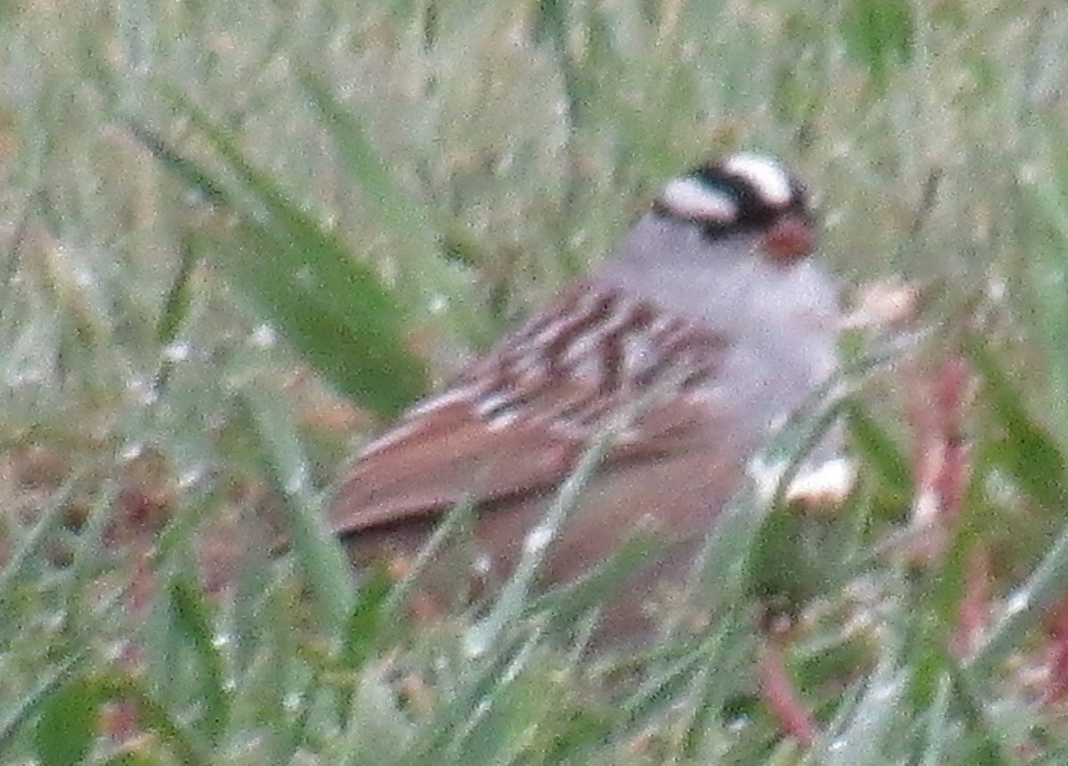 White-crowned Sparrow (oriantha) - ML58151551
