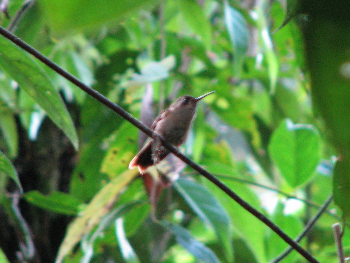Speckled Hummingbird - ML581516481