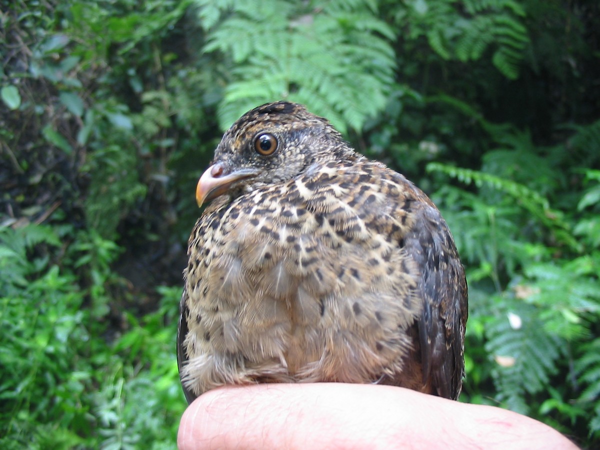 Singing Quail - Leticia Andino Biologist and Birding Tour Guide