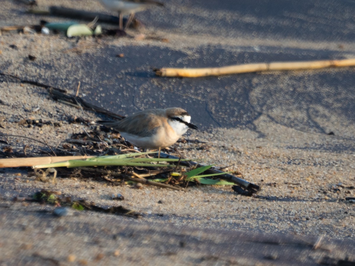 White-fronted Plover - ML581520841
