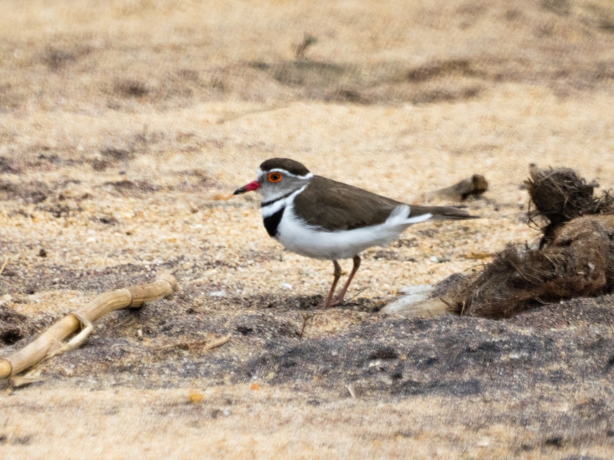 Three-banded Plover - Nick Cairns