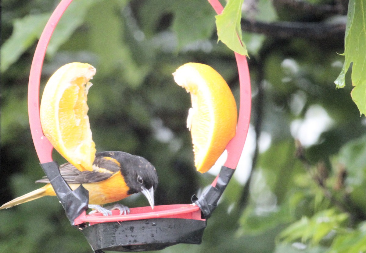 Orchard Oriole - ML581521421