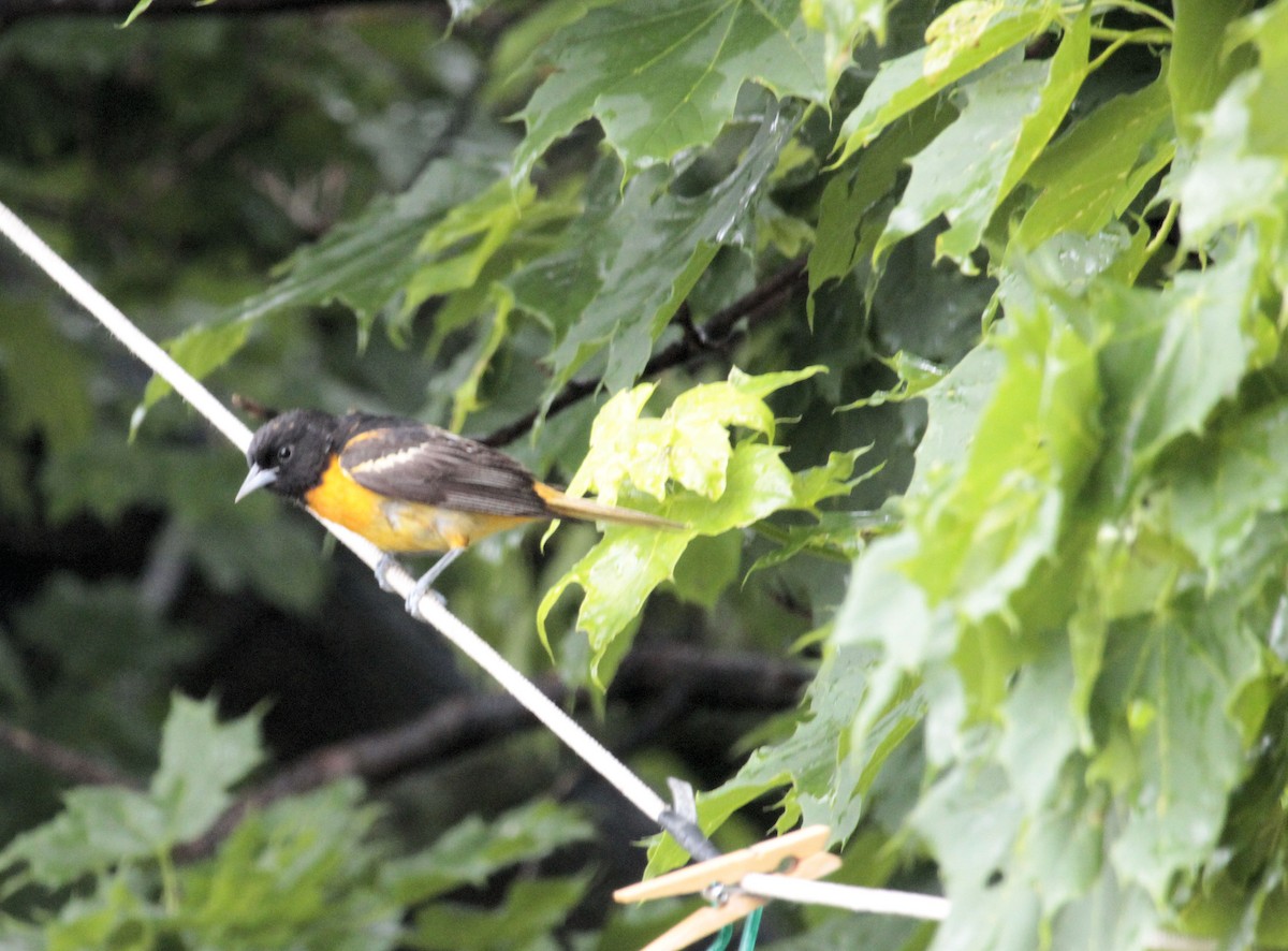 Orchard Oriole - ML581521431