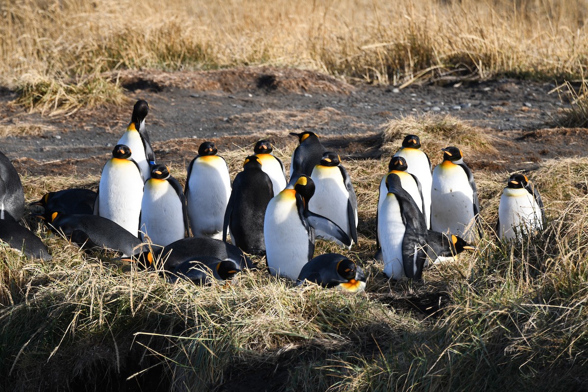 eBird Checklist - 26 May 2023 - Parque Pingüino Rey (Desembocadura Río ...