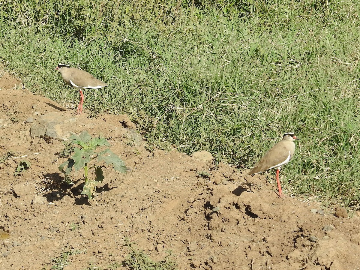 Crowned Lapwing - ML581523511