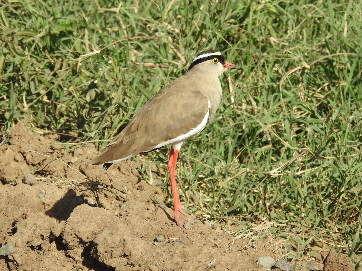 Crowned Lapwing - ML581523521