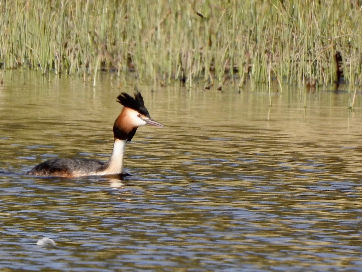Great Crested Grebe - ML581524181