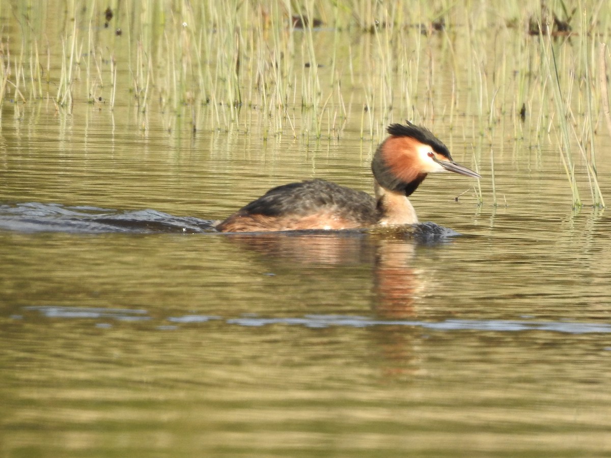 Great Crested Grebe - ML581524191