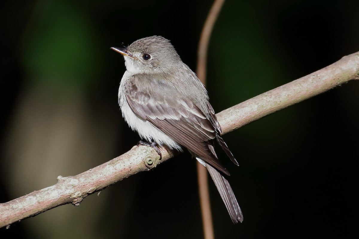 MarylandDC Breeding Bird Atlas Checklist 5 Jun 2023 Harford Land
