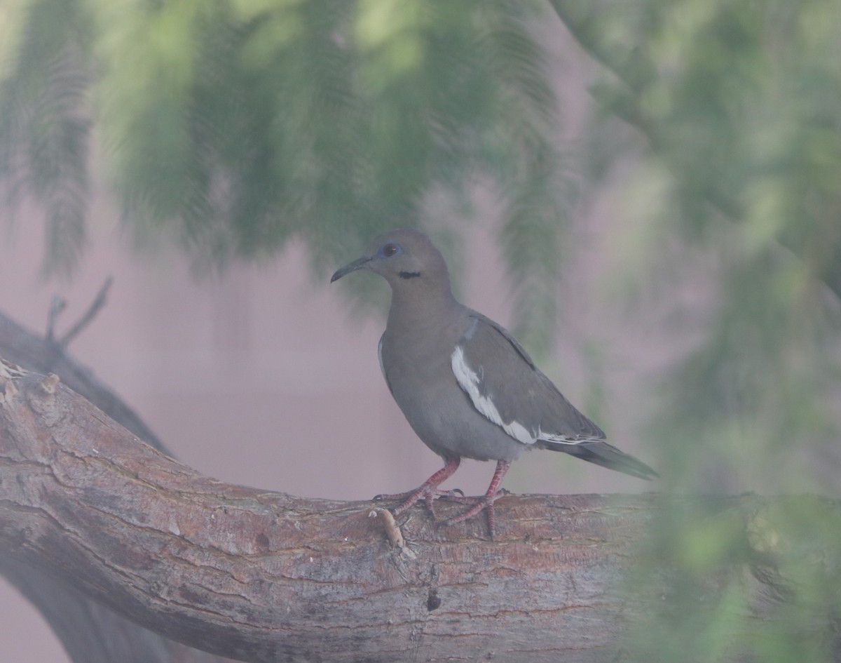 ebird-checklist-5-jun-2023-artesia-pahrump-nv-10-species