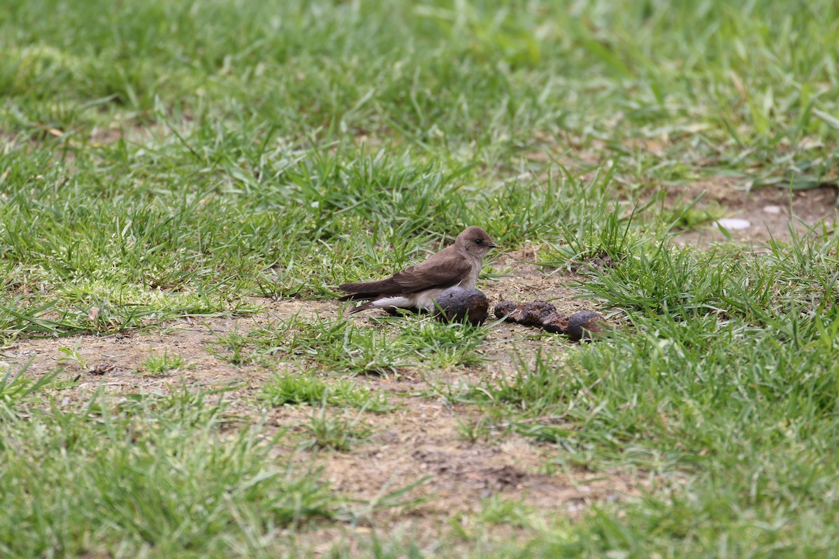 Northern Rough-winged Swallow - ML58152761