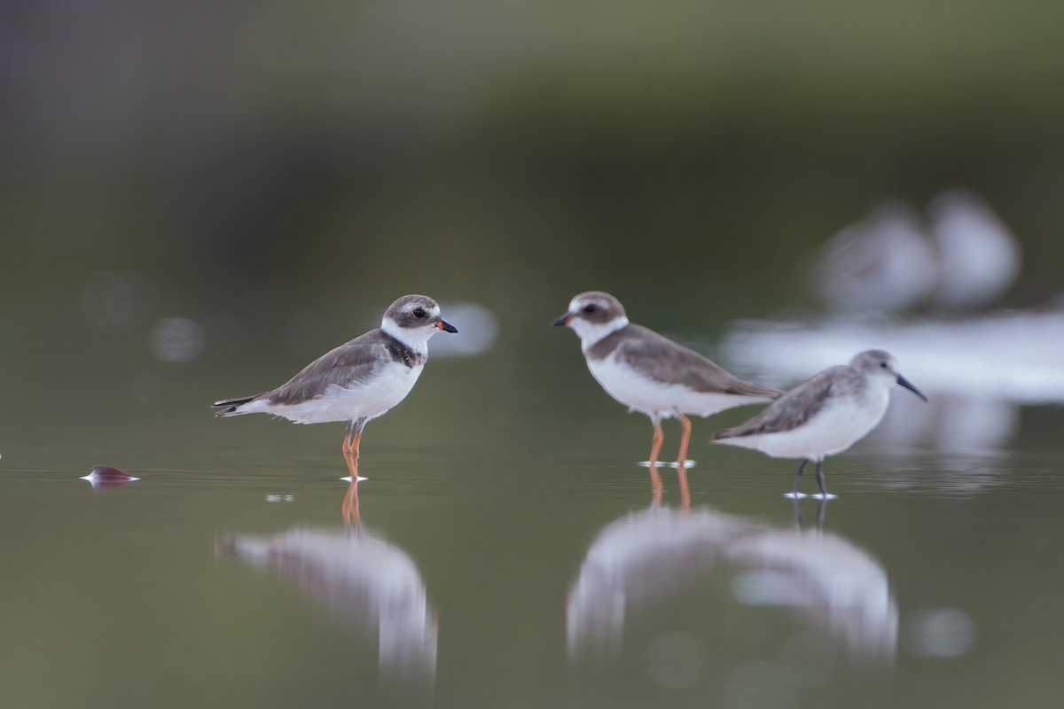 Semipalmated Plover - ML581532621