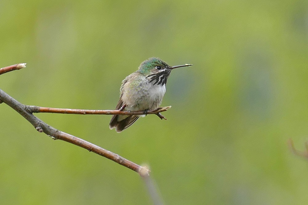 Calliope Hummingbird - Krista Kaptein