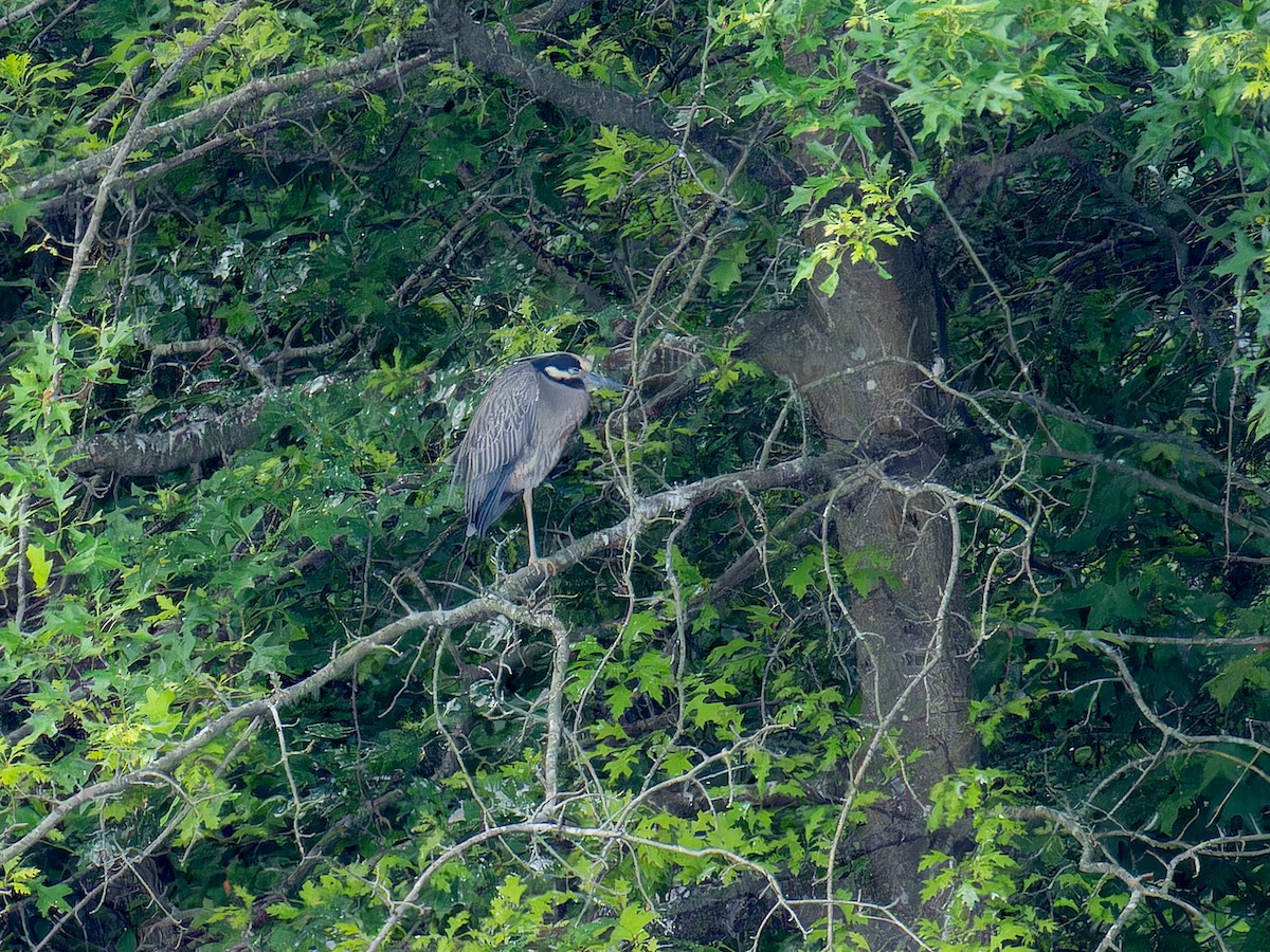 eBird Checklist - 5 Jun 2023 - Bombay Hook National Wildlife Refuge ...