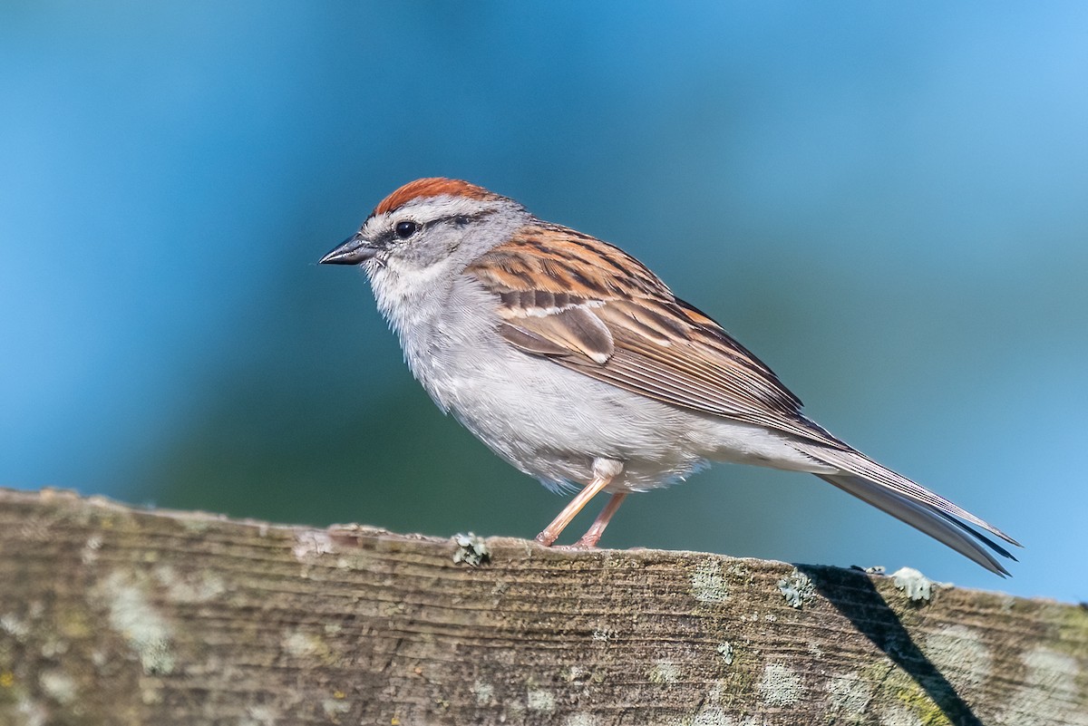 Chipping Sparrow - ML581544441