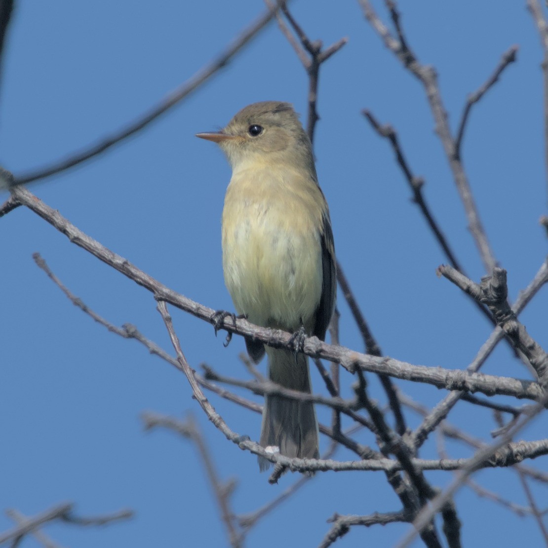 White-throated Flycatcher - Manuel Morales