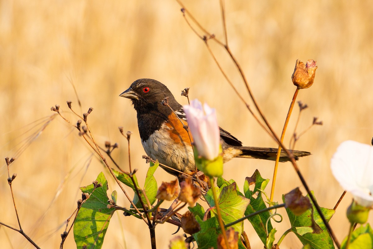 Spotted Towhee - ML581544491