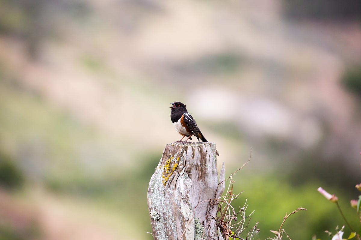 Spotted Towhee - ML581546751